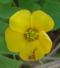 Oxalis californica Flower